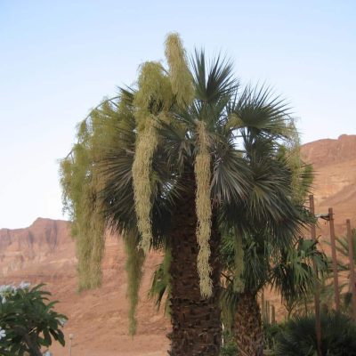 Palm trees 4