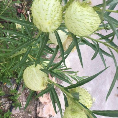 Balloonplant 3